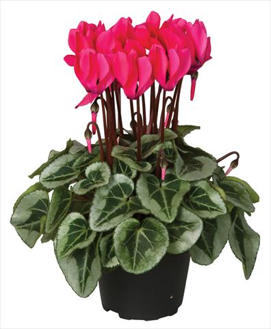 Photos von Blumenvarianten benutzt als: Topf und Beet Cyclamen persicum Super Serie® Picasso® F1 Neon Pink