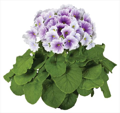 Photos von Blumenvarianten benutzt als: Topf Primula obconica Touch Me® F1 Blue-White