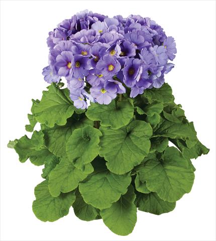 Photos von Blumenvarianten benutzt als: Topf Primula obconica Touch Me® F1 Blue