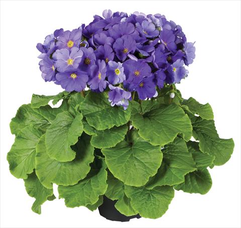 Photos von Blumenvarianten benutzt als: Topf Primula obconica Touch Me® F1 Dark-Blue