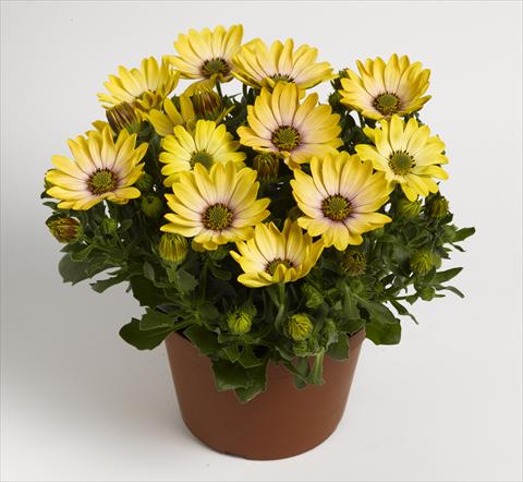 Photos von Blumenvarianten benutzt als: Topf und Beet Osteospermum RED FOX Summertime® Sunshine