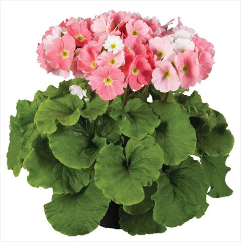 Photos von Blumenvarianten benutzt als: Topf Primula obconica Touch Me® F1 Light Pink