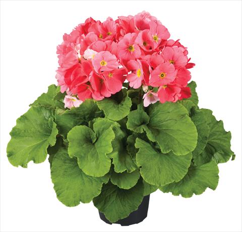 Photos von Blumenvarianten benutzt als: Topf Primula obconica Touch Me® F1 Pink
