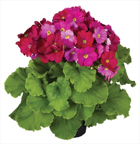 Photos von Blumenvarianten benutzt als: Topf Primula obconica Touch Me® F1 Red