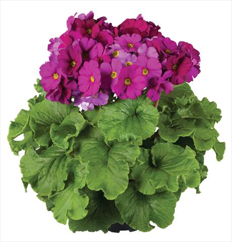 Photos von Blumenvarianten benutzt als: Topf Primula obconica Touch Me® F1 Violet