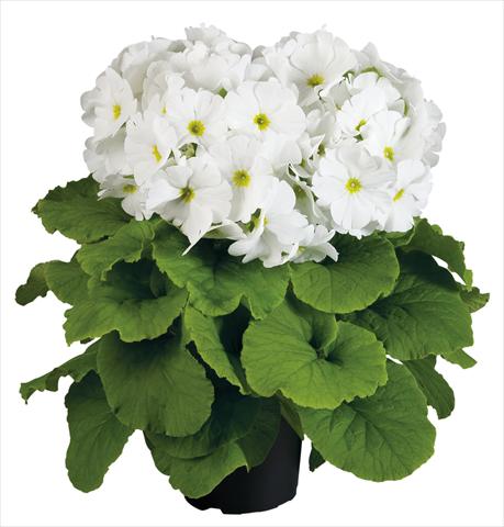 Photos von Blumenvarianten benutzt als: Topf Primula obconica Touch Me® F1 White