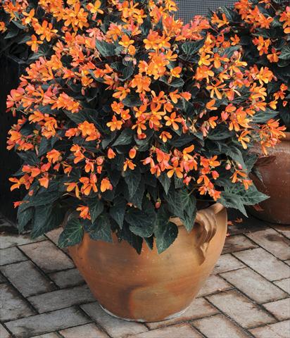 Photos von Blumenvarianten benutzt als: Beet, Topf oder Ampel Begonia hybrida Glowing Embers™