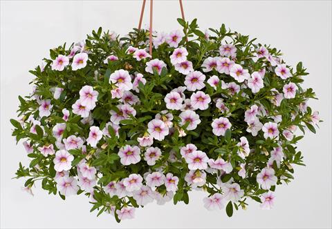 Photos von Blumenvarianten benutzt als: Topf, Beet, Terrasse, Ampel Calibrachoa Noa® Almond Blossom