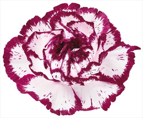 Photos von Blumenvarianten benutzt als: Schnittblume Dianthus caryophyllus Bacarat