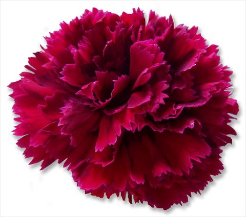 Photos von Blumenvarianten benutzt als: Schnittblume Dianthus caryophyllus Nobbio® Crimson