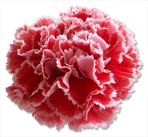 Photos von Blumenvarianten benutzt als: Schnittblume Dianthus caryophyllus Nobbio® Watermelon