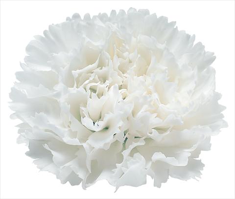 Photos von Blumenvarianten benutzt als: Schnittblume Dianthus caryophyllus Snow Storm