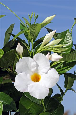Photos von Blumenvarianten benutzt als: Terrasse, Topf Dipladenia Diamantina® Agathe White 501