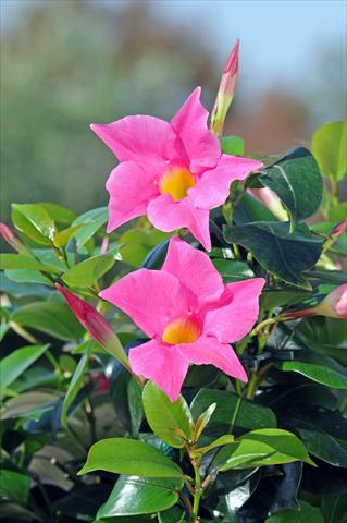 Photos von Blumenvarianten benutzt als: Terrasse, Topf Dipladenia Diamantina® Jade Pink 206