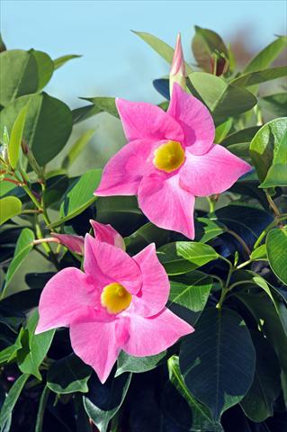 Photos von Blumenvarianten benutzt als: Terrasse, Topf Dipladenia Diamantina® Jade Rose 204
