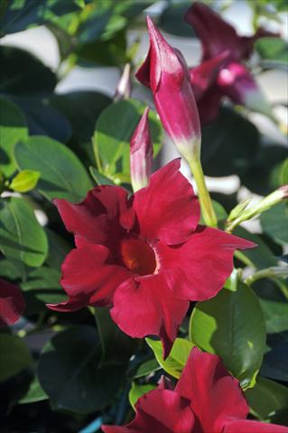 Photos von Blumenvarianten benutzt als: Terrasse, Topf Dipladenia Diamantina® Jade Scarlet 203
