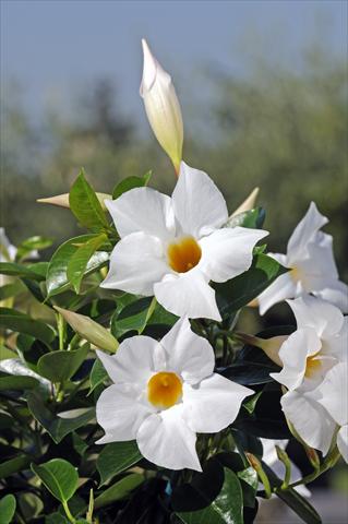Photos von Blumenvarianten benutzt als: Terrasse, Topf Dipladenia Diamantina® Jade White 202