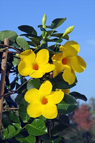 Photos von Blumenvarianten benutzt als: Terrasse, Topf Dipladenia Diamantina® Opale Citrine 403