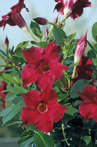 Photos von Blumenvarianten benutzt als: Terrasse, Topf Dipladenia Diamantina® Rubis Red 102