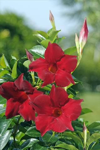 Photos von Blumenvarianten benutzt als: Terrasse, Topf Dipladenia Diamantina® Topaze Vermillon 301
