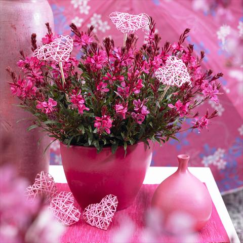 Photos von Blumenvarianten benutzt als: Beet- / Rabattenpflanze Gaura lindheimeri Gaudi™ Red