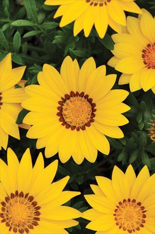 Photos von Blumenvarianten benutzt als: Beet- / Rabattenpflanze Gazania rigens New Day™ Yellow
