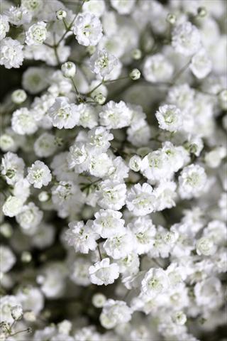 Photos von Blumenvarianten benutzt als: Beet- / Rabattenpflanze Gypsophila Pearls® Blossom