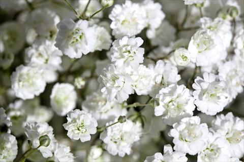 Photos von Blumenvarianten benutzt als: Beet- / Rabattenpflanze Gypsophila Pearls® Ginga