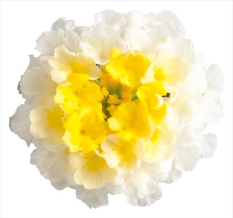 Photos von Blumenvarianten benutzt als: Topf, Beet, Terrasse Lantana camara Lucky™ Lemon Glow