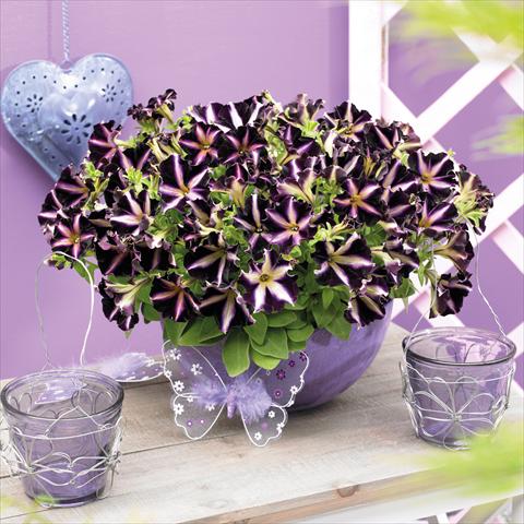 Photos von Blumenvarianten benutzt als: Topf, Beet, Terrasse, Ampel Petunia hybrida Mystical™ Merlin
