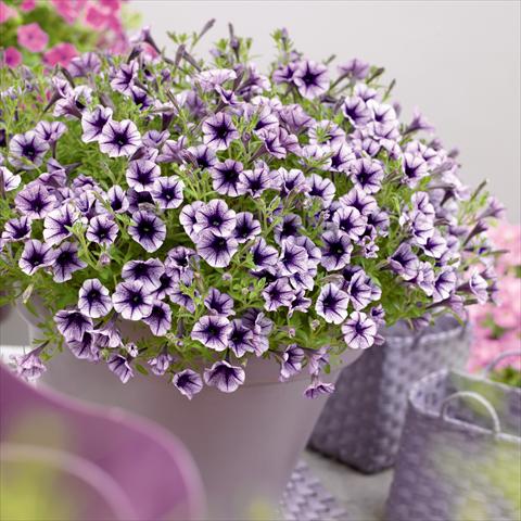 Photos von Blumenvarianten benutzt als: Topf, Beet, Terrasse, Ampel Petunia hybrida Vivini™ Violet Vein