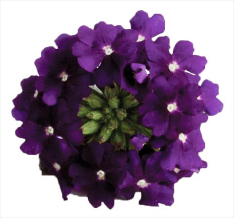 Photos von Blumenvarianten benutzt als: Topf, Terrasse, Ampel. Verbena hybrida Venturi™ Violet
