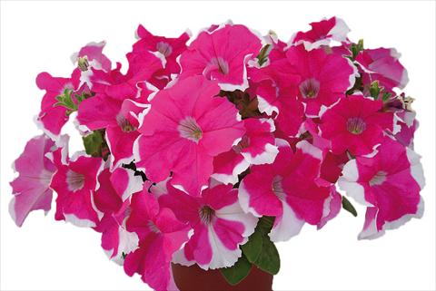 Photos von Blumenvarianten benutzt als: Topf, Beet, Terrasse, Ampel Petunia multiflora Candy Laced Rose