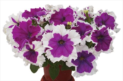 Photos von Blumenvarianten benutzt als: Topf, Beet, Terrasse, Ampel Petunia multiflora Candy Picotee Velvet