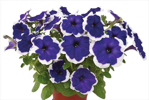 Photos von Blumenvarianten benutzt als: Topf, Beet, Terrasse, Ampel Petunia multiflora Candy Picotee Blue