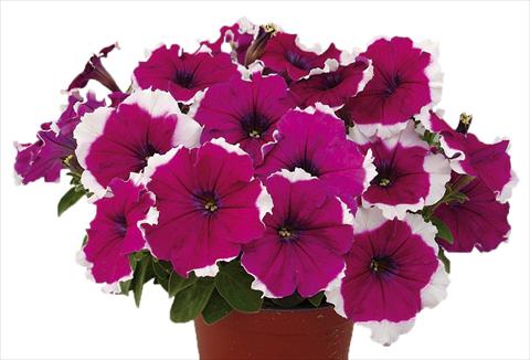 Photos von Blumenvarianten benutzt als: Topf, Beet, Terrasse, Ampel Petunia multiflora Candy Picotee Burgundy