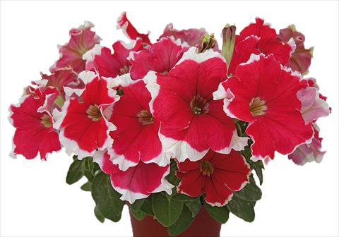 Photos von Blumenvarianten benutzt als: Topf, Beet, Terrasse, Ampel Petunia multiflora Candy Picotee Red