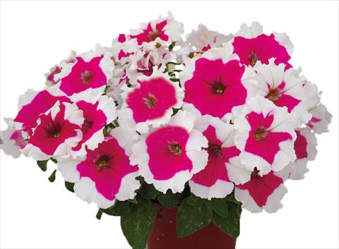 Photos von Blumenvarianten benutzt als: Topf, Beet, Terrasse, Ampel Petunia multiflora Candy Picotee Rose