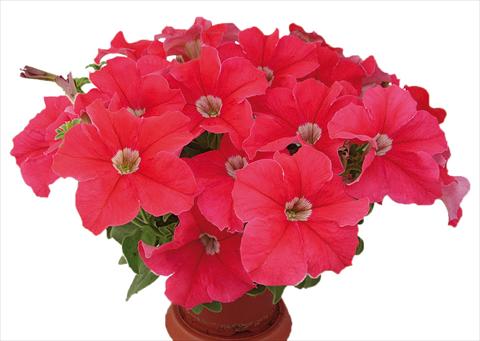 Photos von Blumenvarianten benutzt als: Topf, Beet, Terrasse, Ampel Petunia multiflora Candy Pure Orange Red