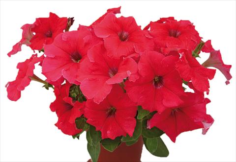 Photos von Blumenvarianten benutzt als: Topf, Beet, Terrasse, Ampel Petunia multiflora Candy Pure Red