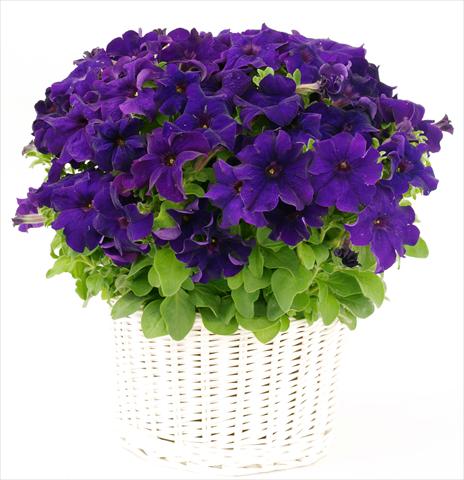 Photos von Blumenvarianten benutzt als: Topf, Beet, Terrasse, Ampel Petunia grandiflora Capri Blue