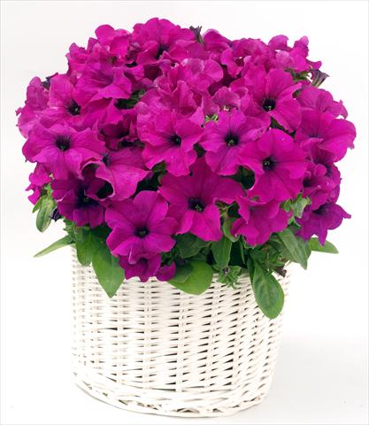Photos von Blumenvarianten benutzt als: Topf, Beet, Terrasse, Ampel Petunia grandiflora Capri Lilac