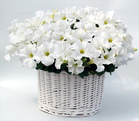 Photos von Blumenvarianten benutzt als: Topf, Beet, Terrasse, Ampel Petunia grandiflora Capri White