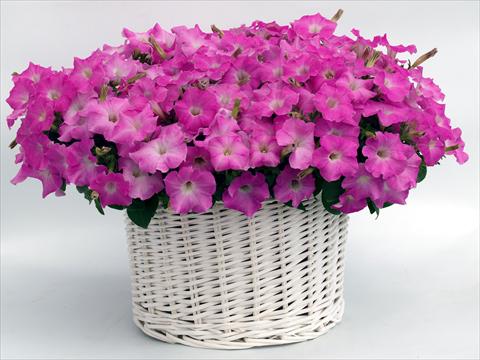 Photos von Blumenvarianten benutzt als: Topf, Beet, Terrasse, Ampel Petunia multiflora Gioconda Pastel Pink