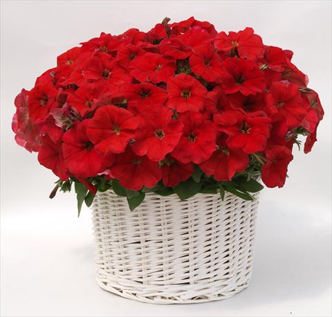 Photos von Blumenvarianten benutzt als: Topf, Beet, Terrasse, Ampel Petunia multiflora Gioconda Red