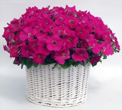 Photos von Blumenvarianten benutzt als: Topf, Beet, Terrasse, Ampel Petunia multiflora Gioconda Rose
