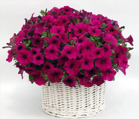 Photos von Blumenvarianten benutzt als: Topf, Beet, Terrasse, Ampel Petunia multiflora Gioconda Violet