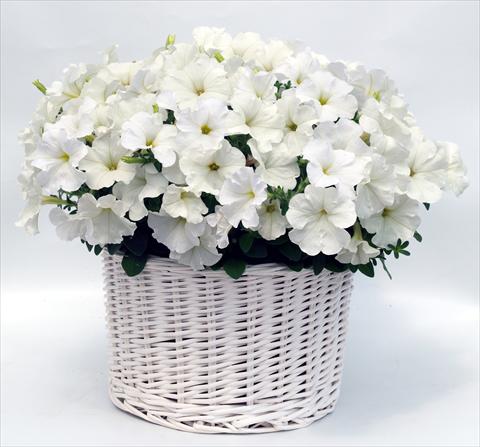 Photos von Blumenvarianten benutzt als: Topf, Beet, Terrasse, Ampel Petunia multiflora Gioconda White