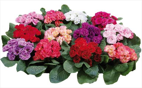 Photos von Blumenvarianten benutzt als: Topf und Beet Primula acaulis Rossella Mixed