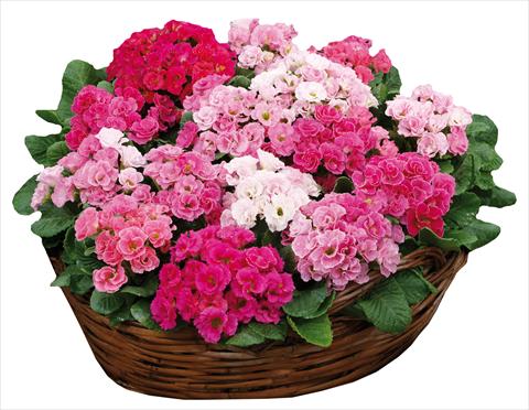 Photos von Blumenvarianten benutzt als: Topf und Beet Primula acaulis Rossella Pink Rose Shades